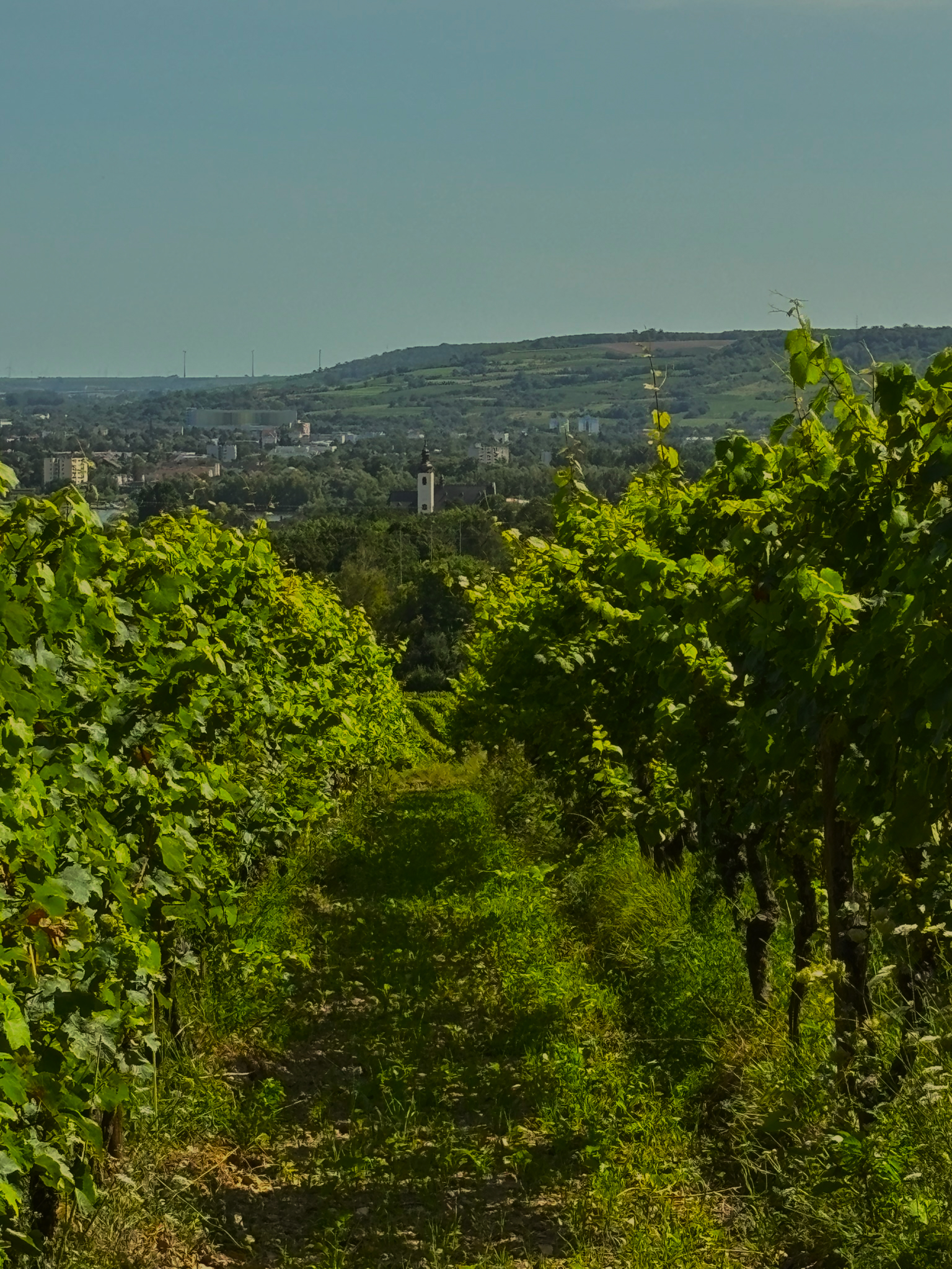 beautiful vineyard