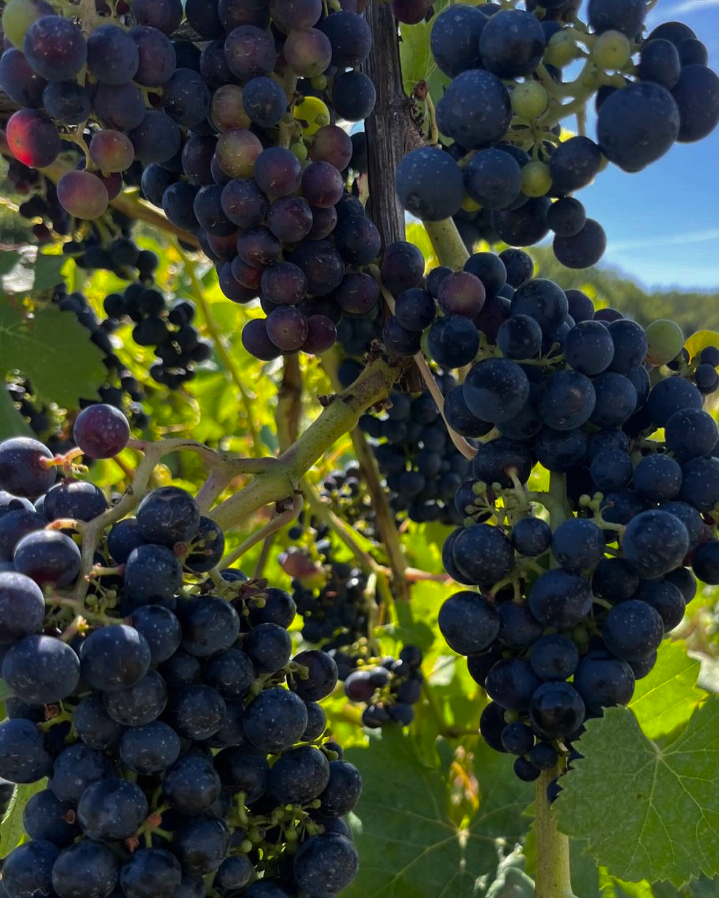 Spätburgunder (Pinot Noir) grape