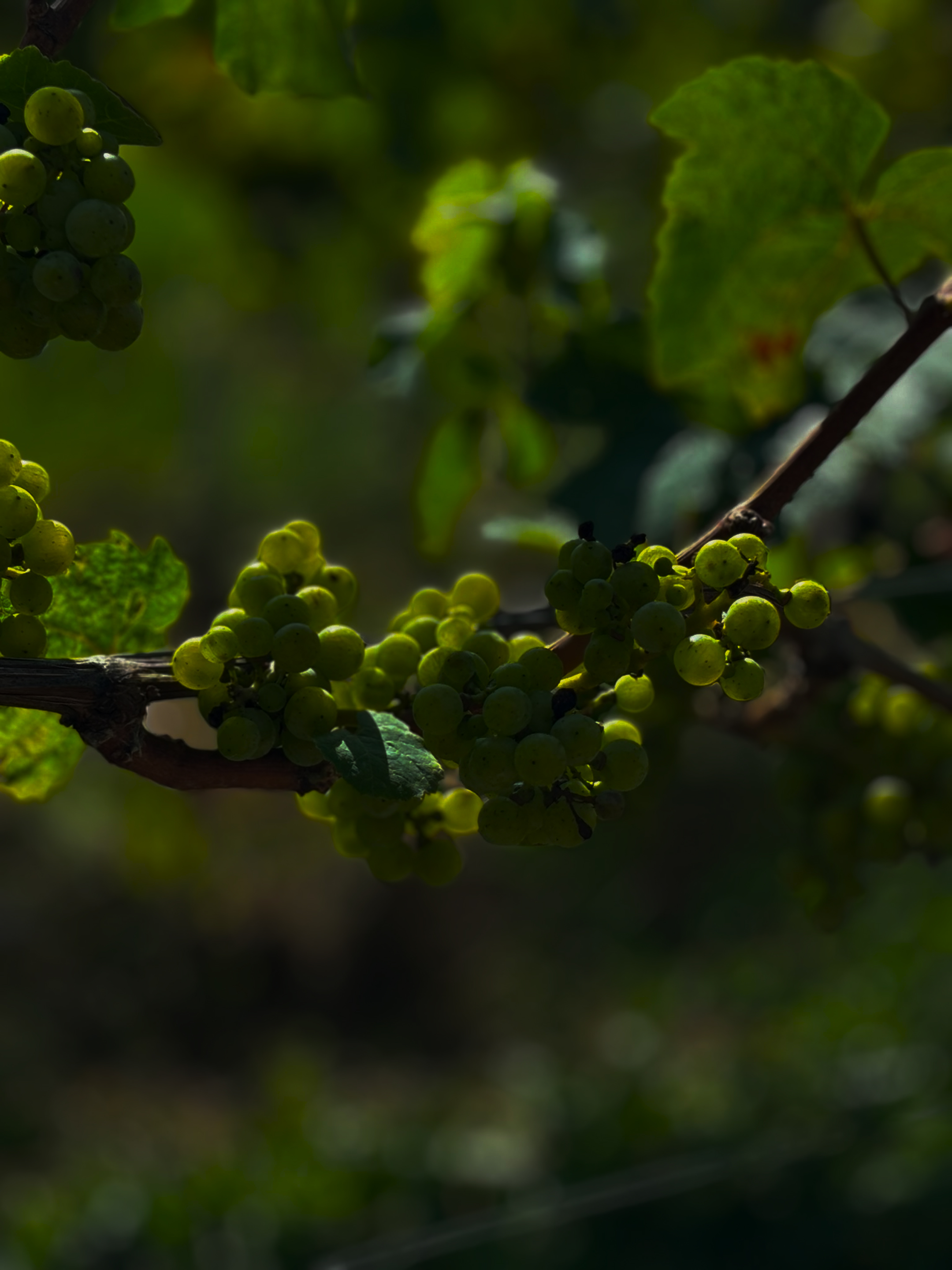 classic Riesling grape.